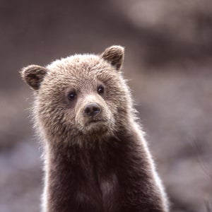 Despite the habitat suitability, not a single grizzly is known to be currently living in the American chunk of the North Cascades.