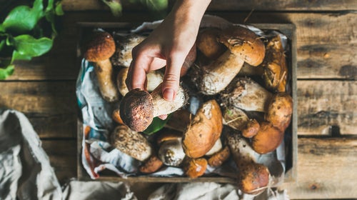 Though tasty and healthy, the world-changing potenial of mushrooms is just being unlocked.