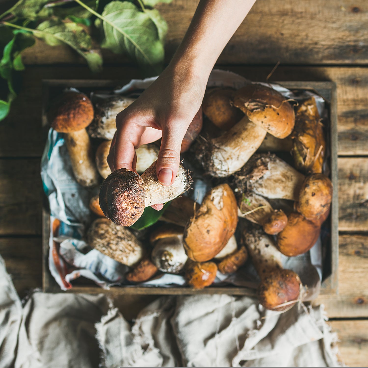 Though tasty and healthy, the world-changing potenial of mushrooms is just being unlocked.