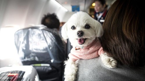 You're not hurting anyone by faking a service dog, right? In fact, you're threatening the well-being of people with genuine disabilities, while engendering a negative perception of dogs amongst the general public. Stop it.