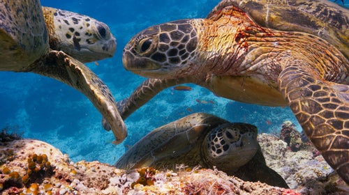 https://cdn.outsideonline.com/wp-content/uploads/2018/01/31/blue-planet-sea-turtles_h.jpg?crop=25:14&width=500&enable=upscale