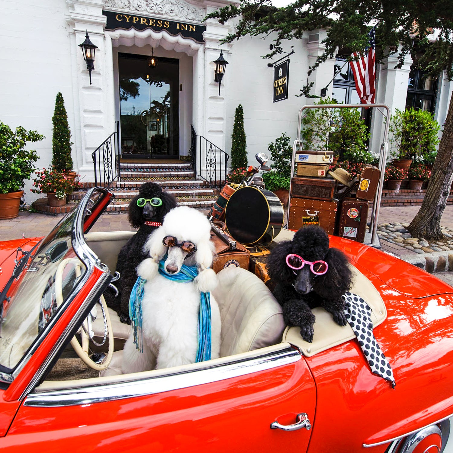 Bring along your furry friend to these prime dog-friendly desinations.