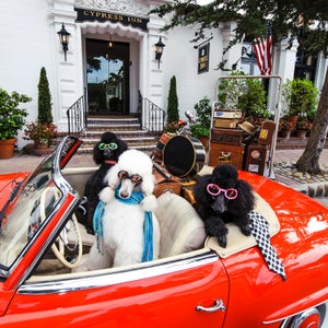 Bring along your furry friend to these prime dog-friendly desinations.