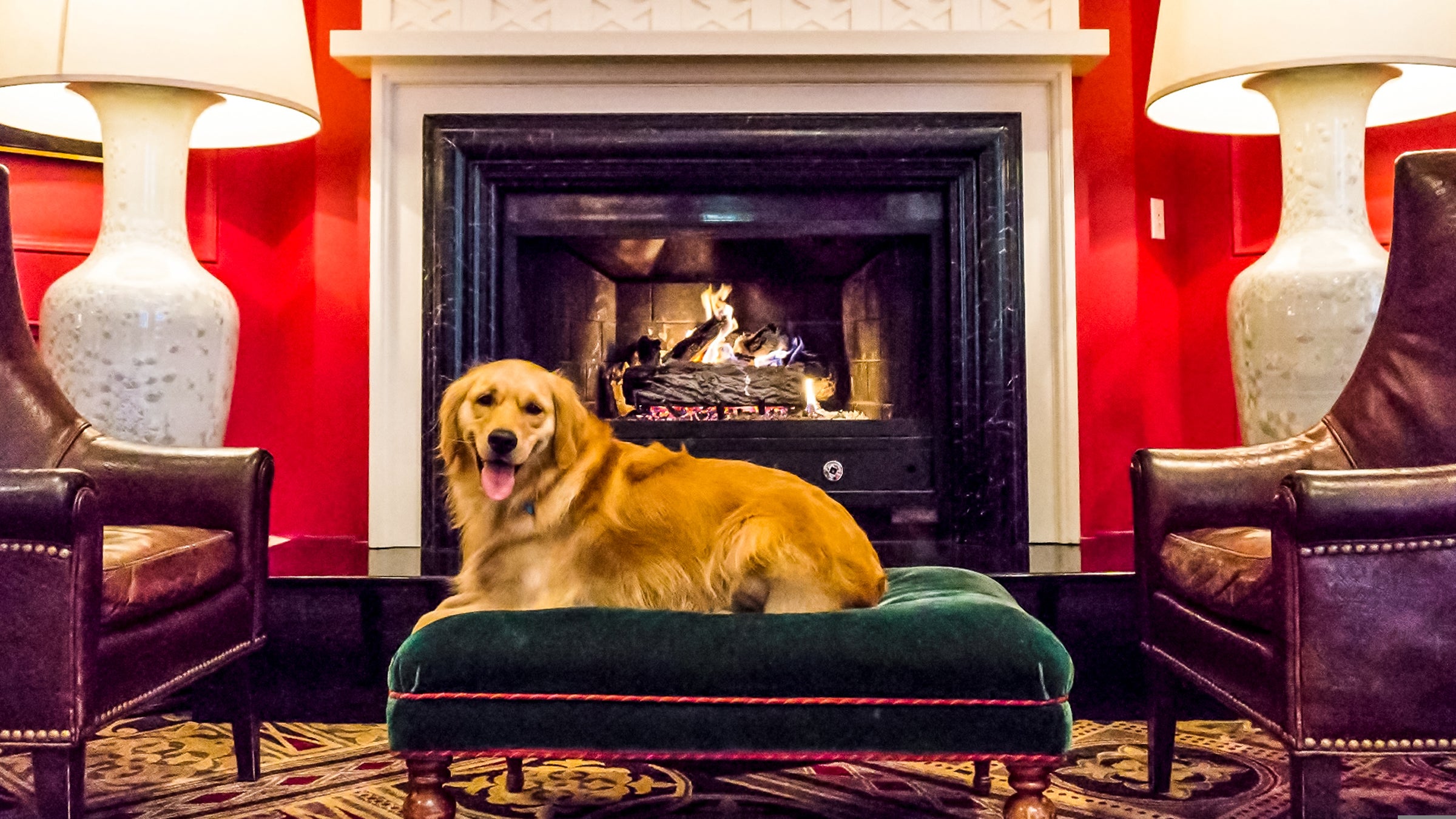 Bring along your furry friend to these prime dog-friendly desinations.