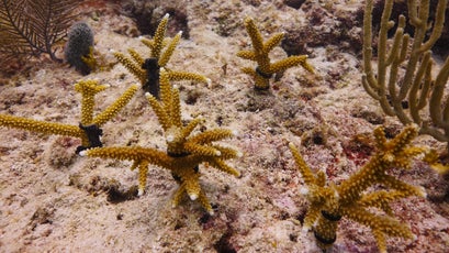 Coral replanted by the Mote Marine Lab