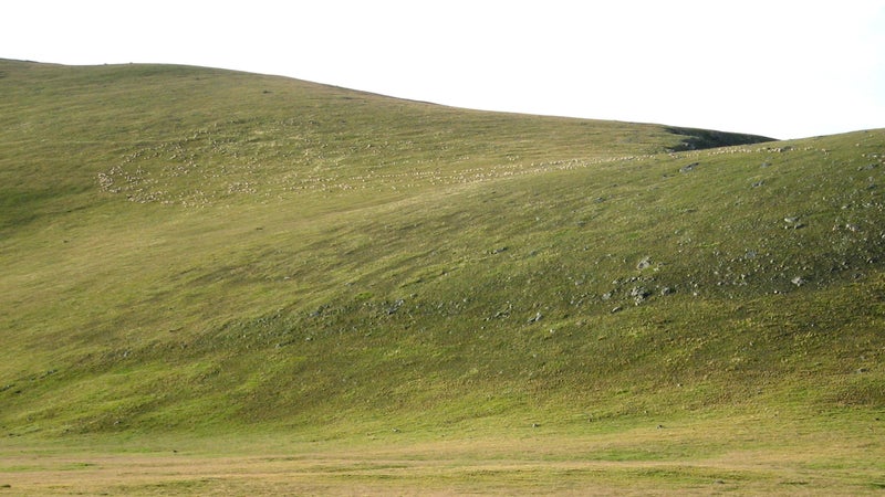 Look closely: mountain maggots (i.e. sheep) on Snow Mesa, along the Colorado Trail