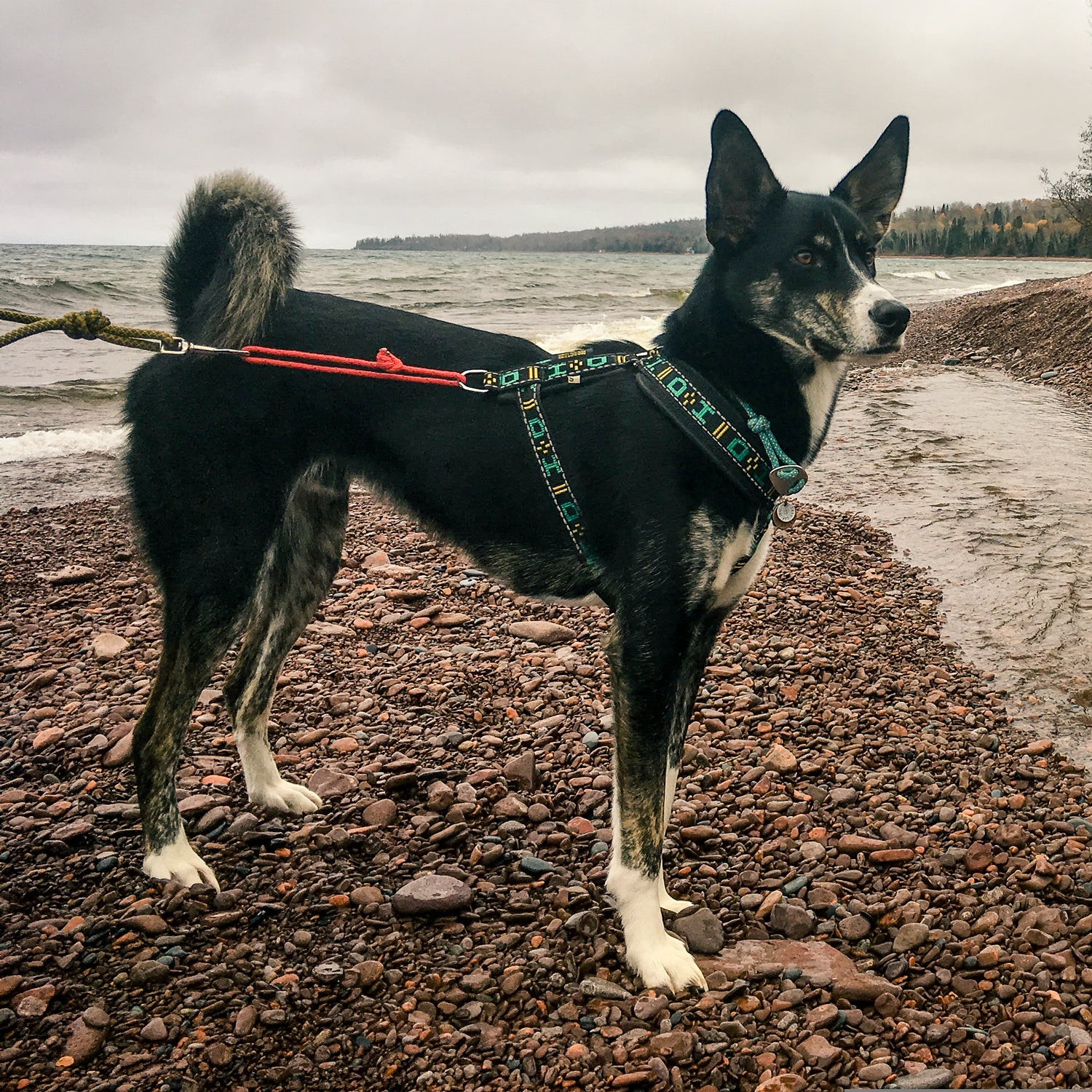 Reed Dog Collar