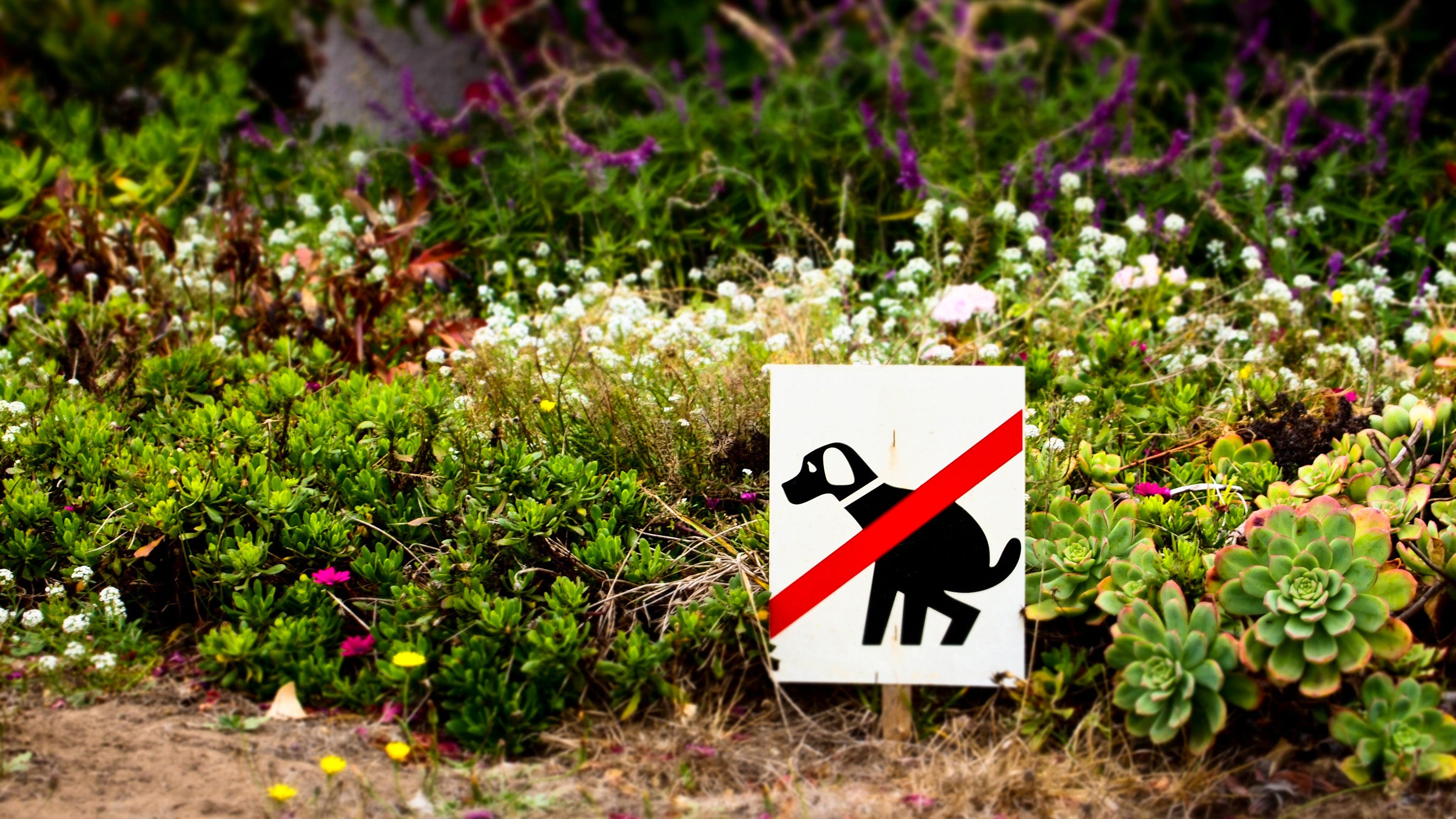 The excess nutrients in dog poop can "burn" grass and ornamental plants. Why have we never thought about the effect they have in nature? 