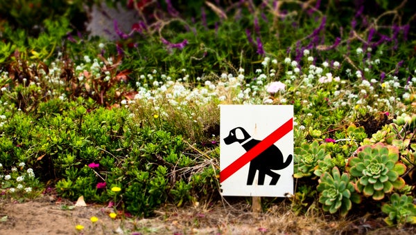 The excess nutrients in dog poop can 