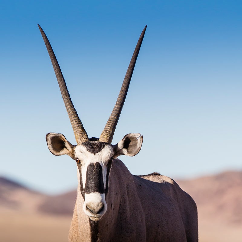 The masked face of an oryx in Namib-Naukluft National Park.