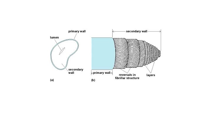 The construction of a cotton fiber. Note the large cavity inside.
