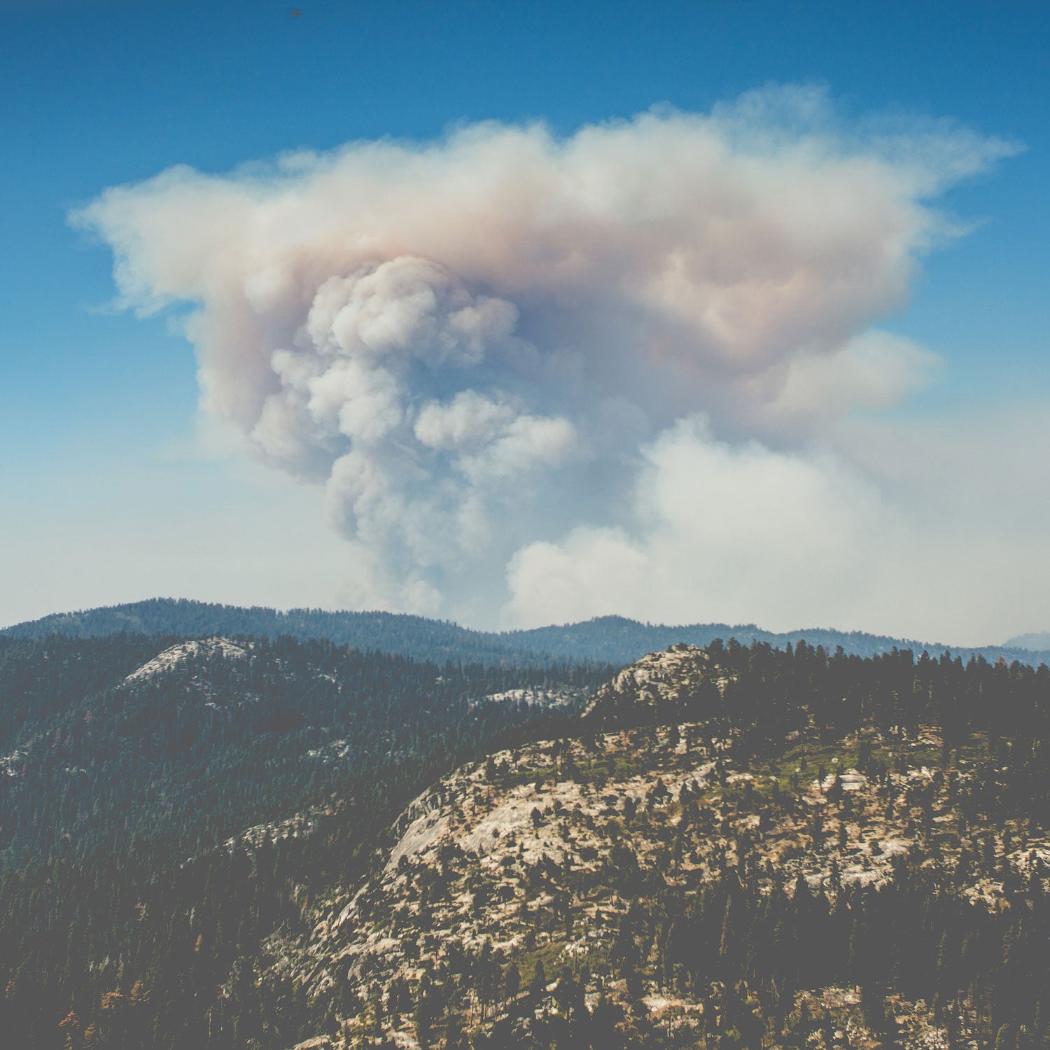 Some forests will regrow thinner after fire. In places, the composition of forests will shift to different species that better compete in the new environment.