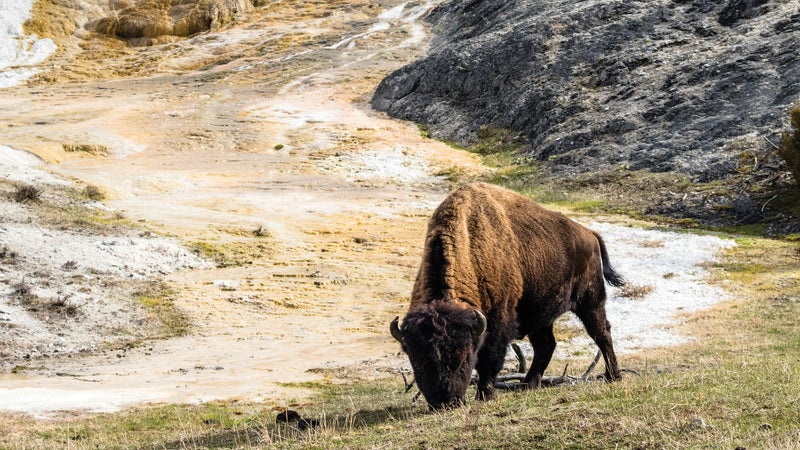 Yellowstone National Park is home to bison, wolves, elk, moose, and bears.