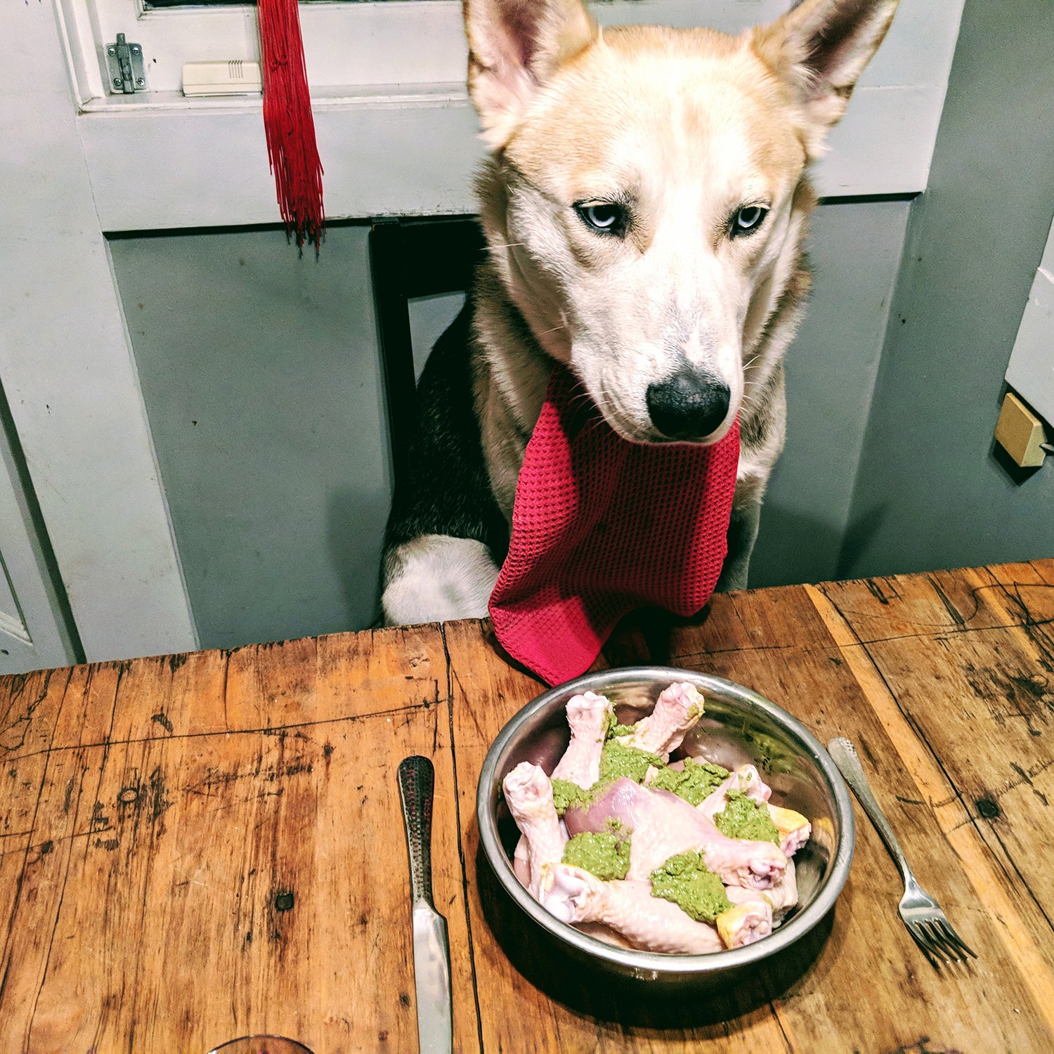 Feeding dogs hotsell raw chicken bones