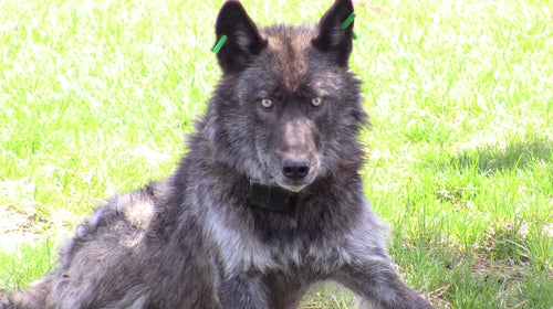 OR4, the Imnaha wolf pack's alpha male.