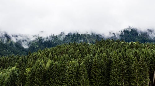 The corporation will preserve 165,000 acres — 45 percent of the forestland it controls — for 110 years to serve as a carbon sequestration bank.