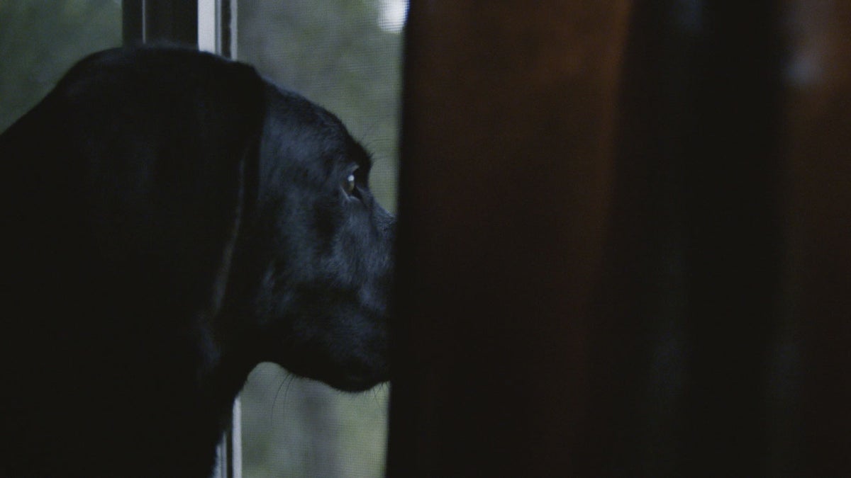 This Bird Dog Returns to Her Roots Outside Online