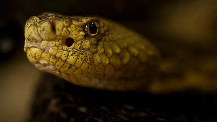 Liquid benadryl for outlet snake bite dog