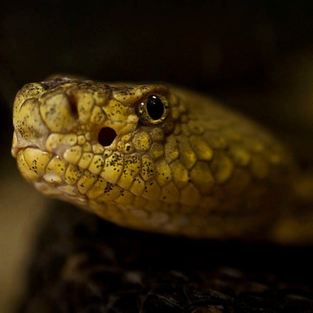 Si the snake catcher - Daily Leader