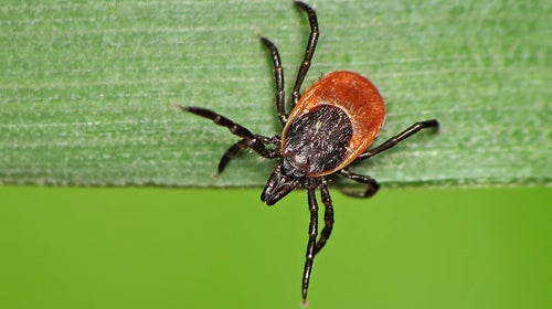 Are You Ready for Ticks This Summer?