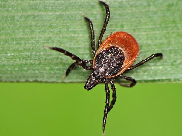 This is a castor bean tick, which occurs in Europe, but all ticks look about the same, and should be treated in the same manner.