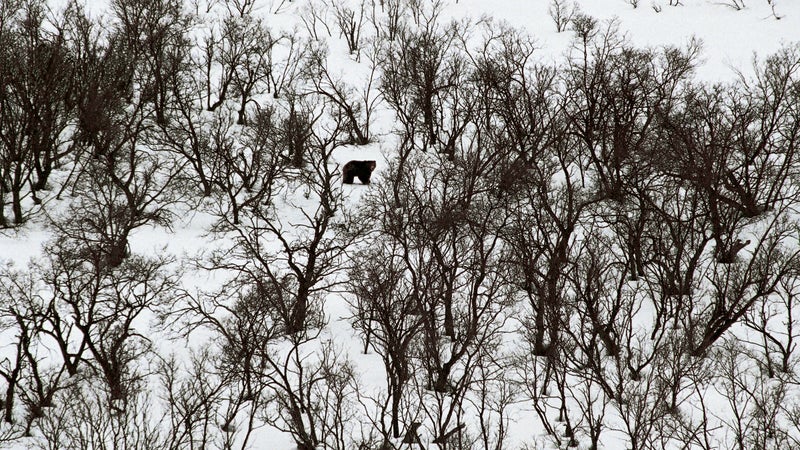 A brown bear near Kurilskoye Lake, in the South Kamchatka Sanctuary