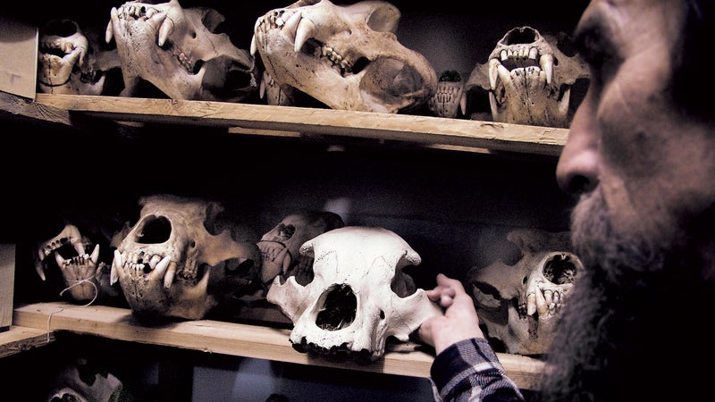 Memento mori: a Kronotsky Reserve biologist measures 30 years of Kamchatkan brown bear skulls, many of them poached