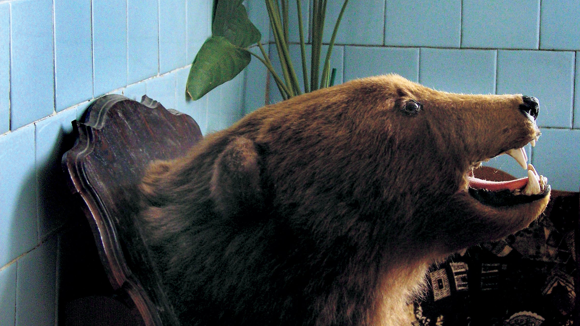 Kodiak Bear 40 Brown Stuffed Animal