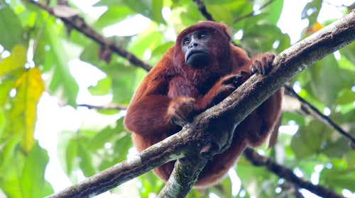 While no experience is necessary, these are no pleasure cruises: travelers are expected to get their hands dirty.