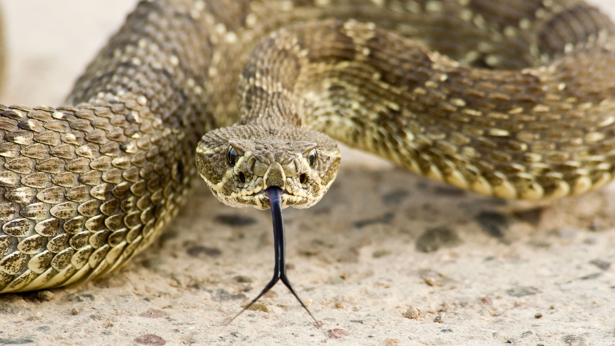 Coiled Grass Snake playing dead by lying upside down with