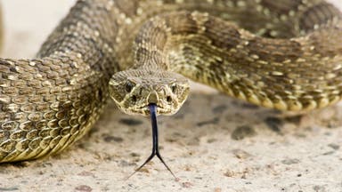A Rattle with Death in Yosemite
