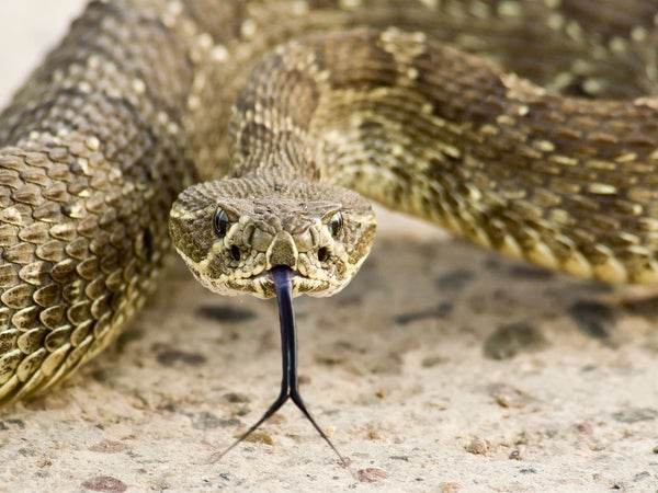 Rattlesnakes don’t want to bite people. They don’t even want to be seen. Sometimes we just step on a piece of bad luck.