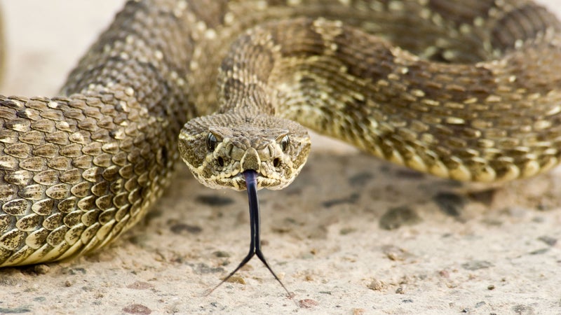 Rattlesnakes don’t want to bite people. They don’t even want to be seen. Sometimes we just step on a piece of bad luck.