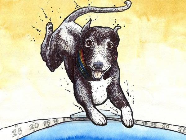 This is an athlete. Whippets are a sighthound, originally bred for chasing down game such as rabbits, and their speed is explosive.