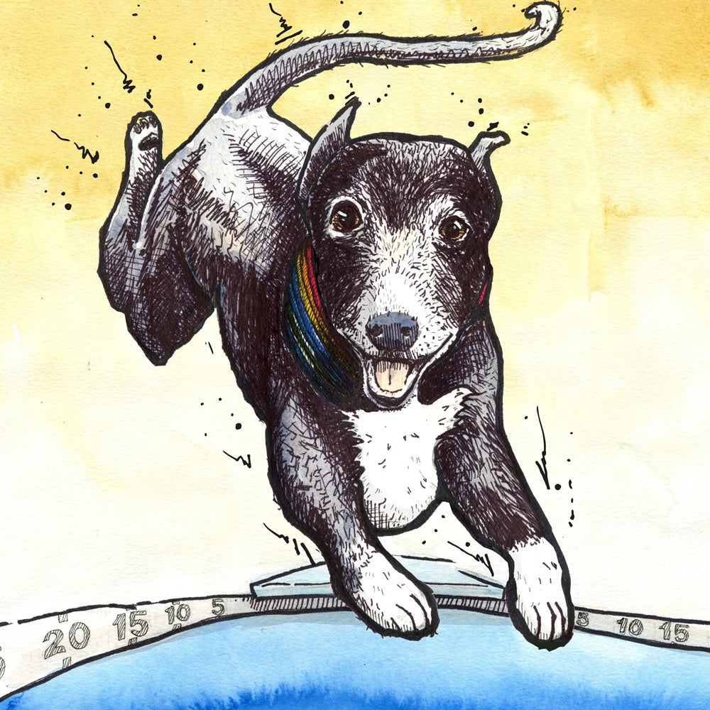 This is an athlete. Whippets are a sighthound, originally bred for chasing down game such as rabbits, and their speed is explosive.