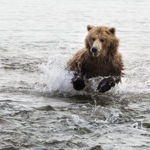 Katmai National Park's brown bear cams are a mainstay in the livestream world.