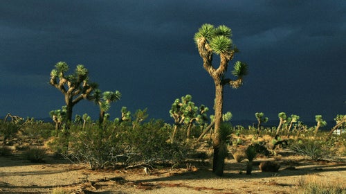 Death seems drawn to this desert.