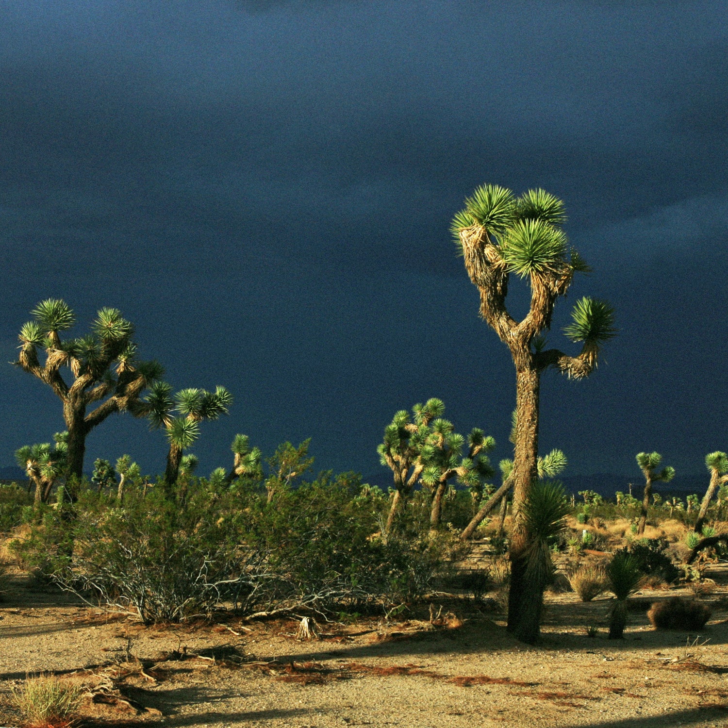 Dead Bodies in the Desert: Searching for Adventure near Las Vegas