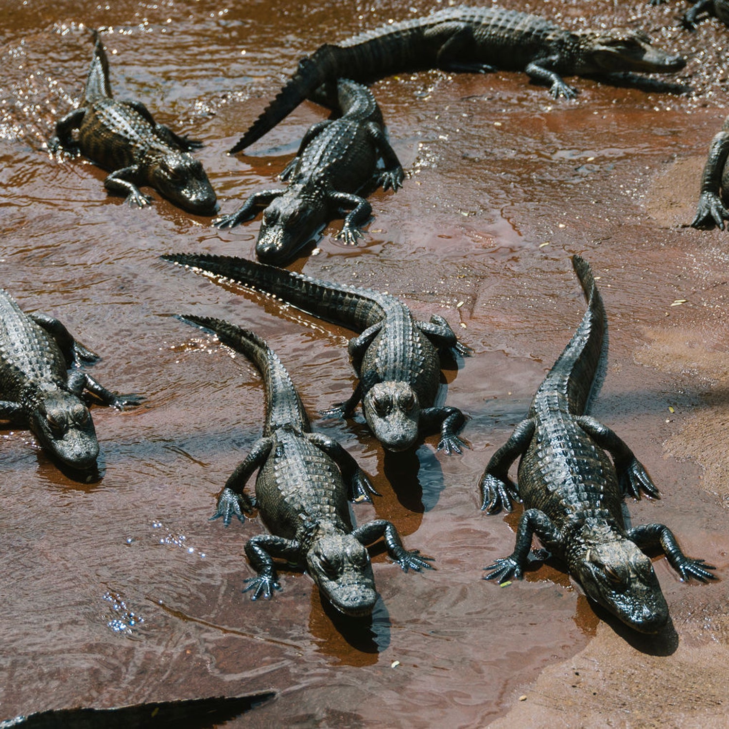 Alligators, panthers, and even hungry otters lurk in some of Lauren Groff's short stories.