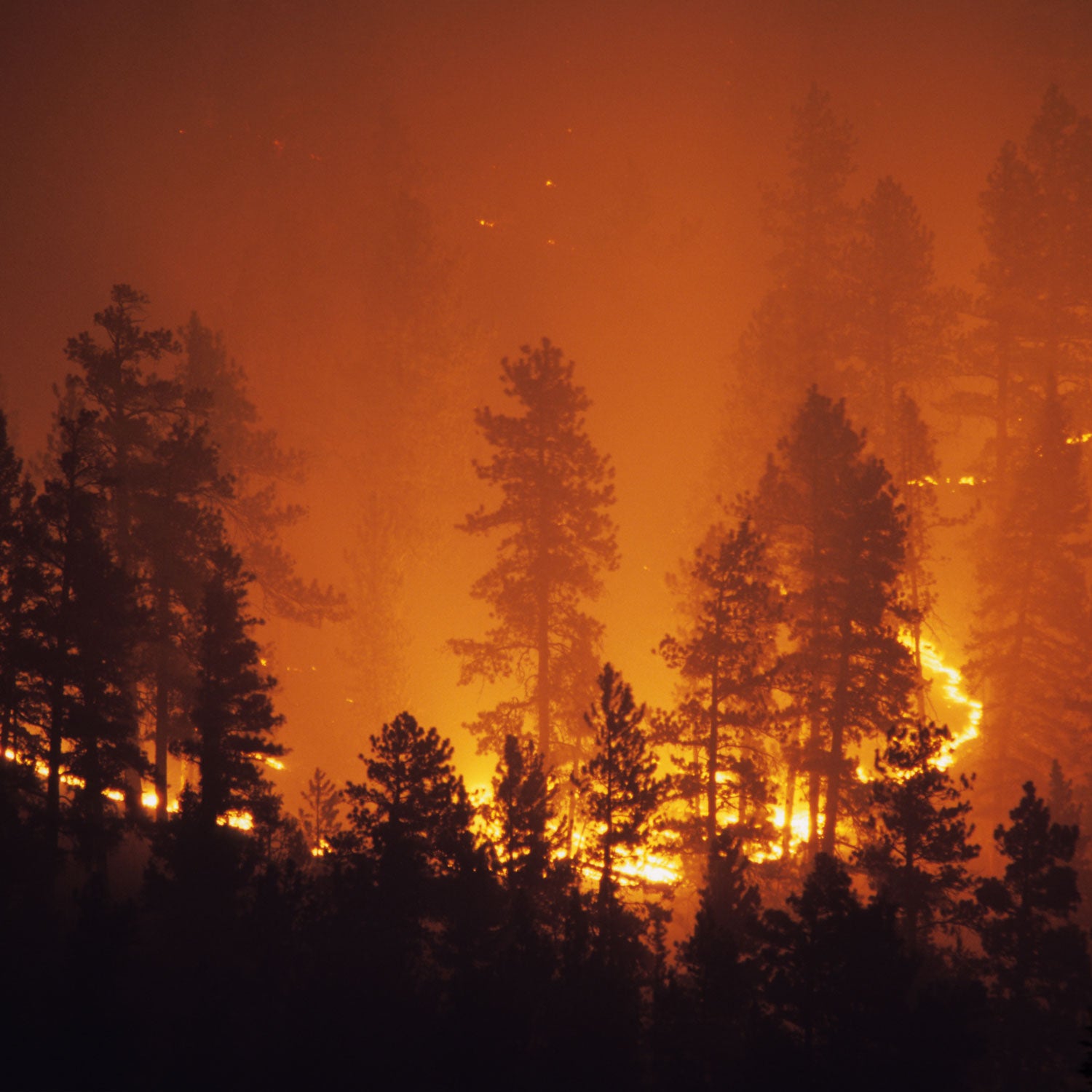 As wildfires become more commonplace, you need to know how to react in case you ever encounter one.