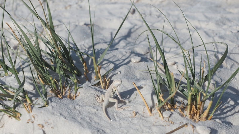 A bleached earless lizard.