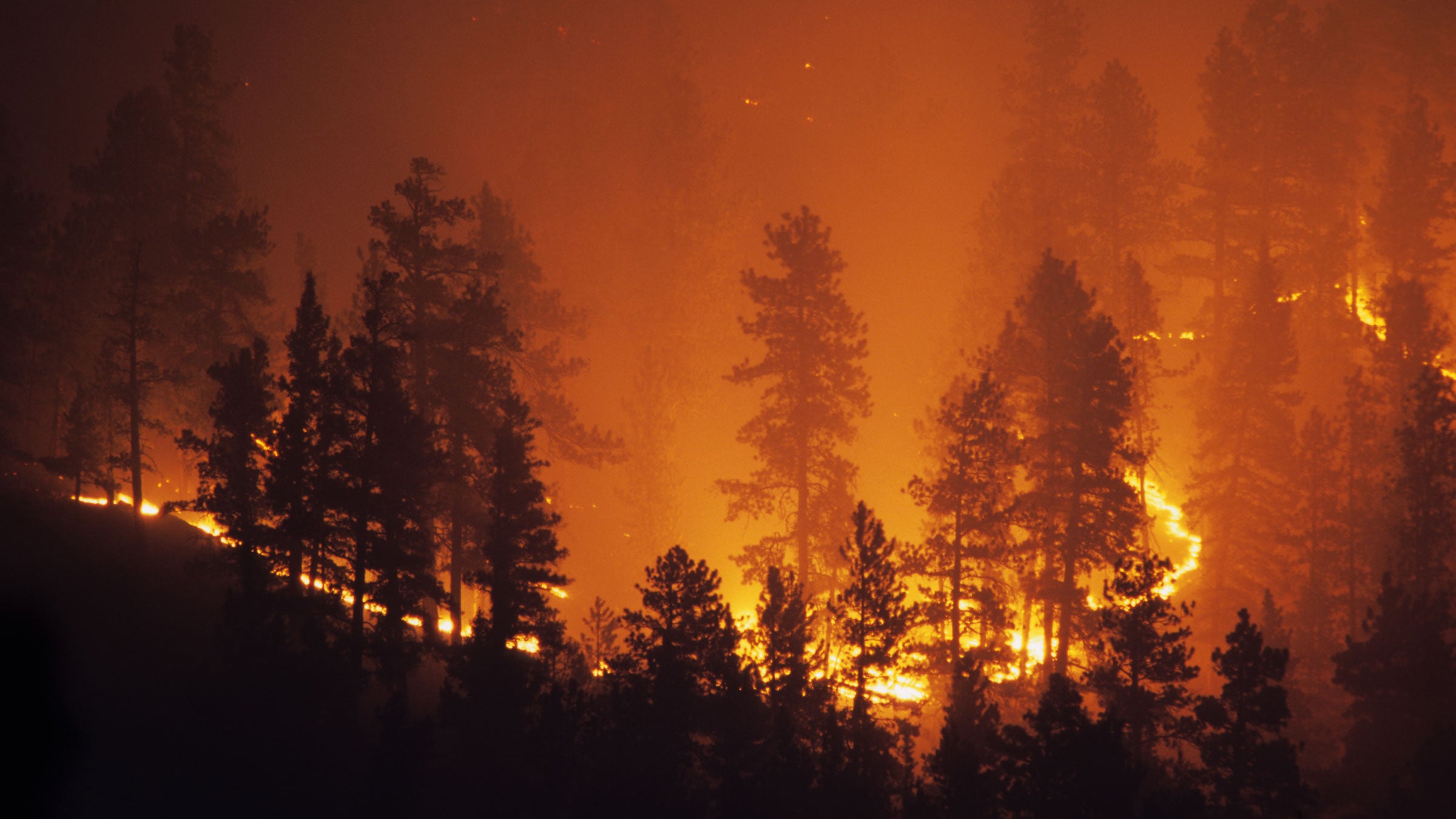 As wildfires become more commonplace, you need to know how to react in case you ever encounter one. 