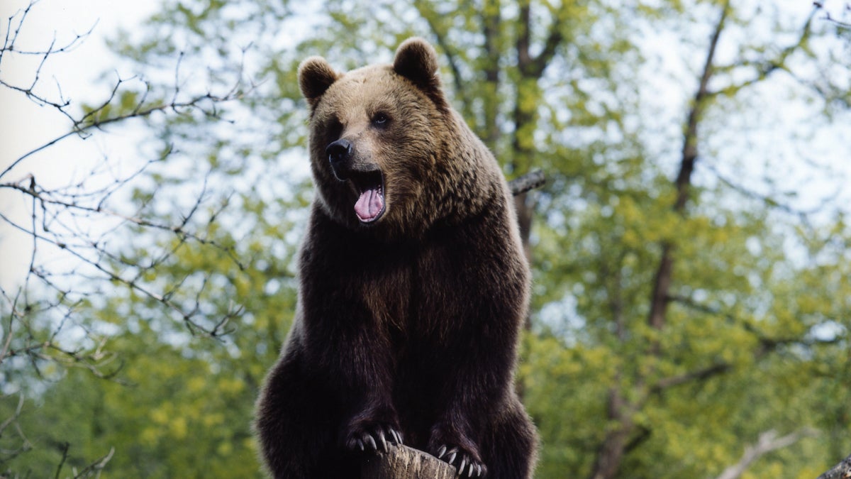 Hillary Jordan on Her First Bear Encounter
