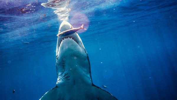 A strong wake, a swirl of disturbance, then the dorsal fin rising like a periscope, headed directly for us.