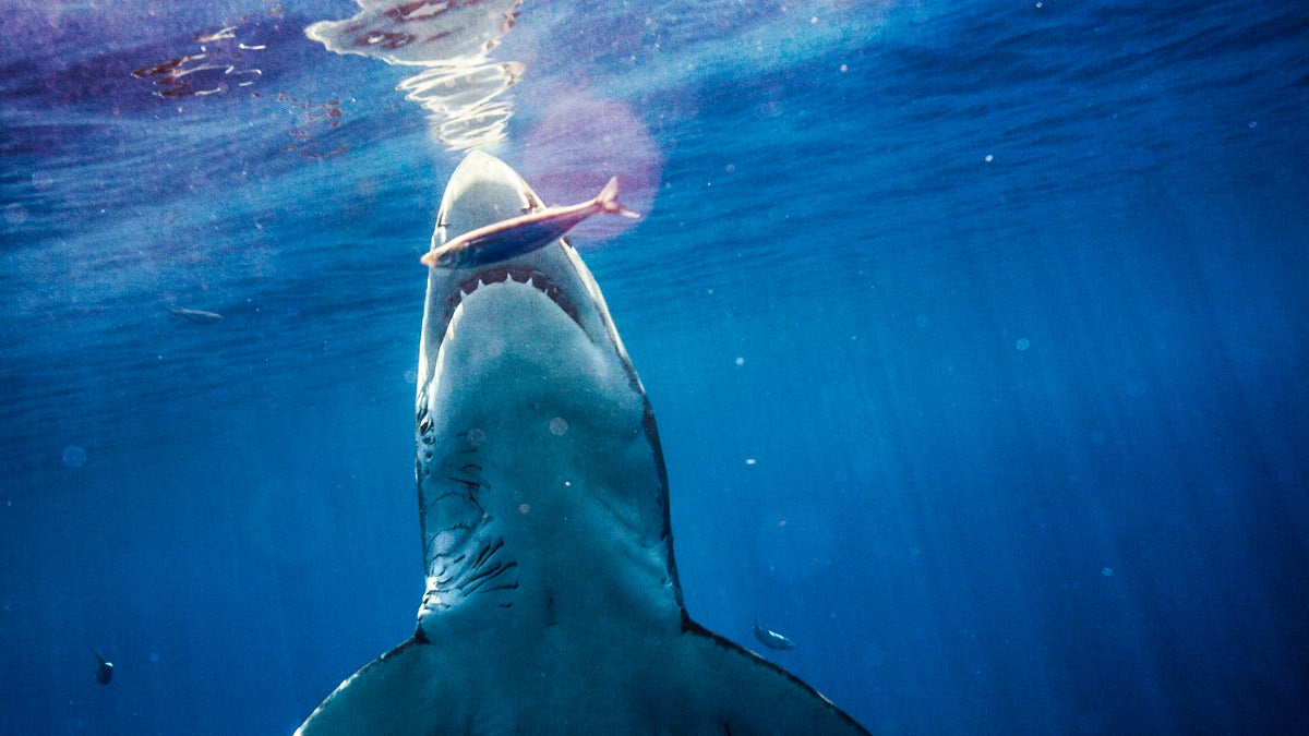 Susan Casey on Seeing Her First Great White Shark