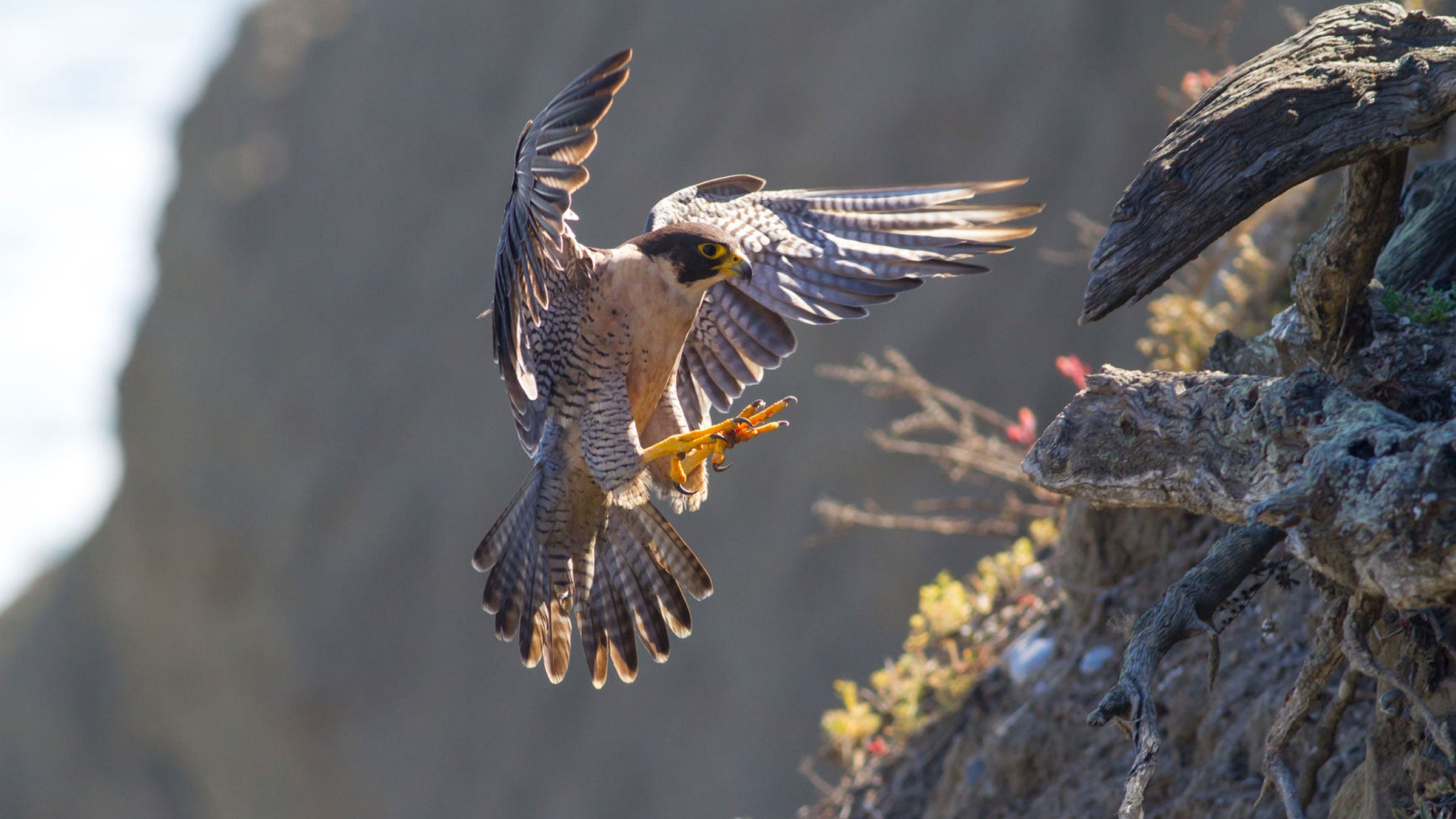 Peregrine Falcon: From Endangered Species to Urban Bird