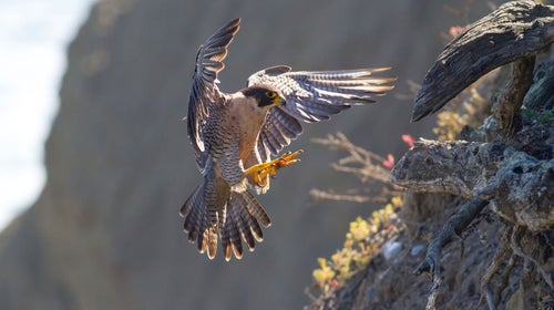 In 1999, the peregrine was delisted. Since then, the bird’s numbers have steadily increased.