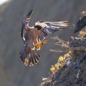 In 1999, the peregrine was delisted. Since then, the bird’s numbers have steadily increased.