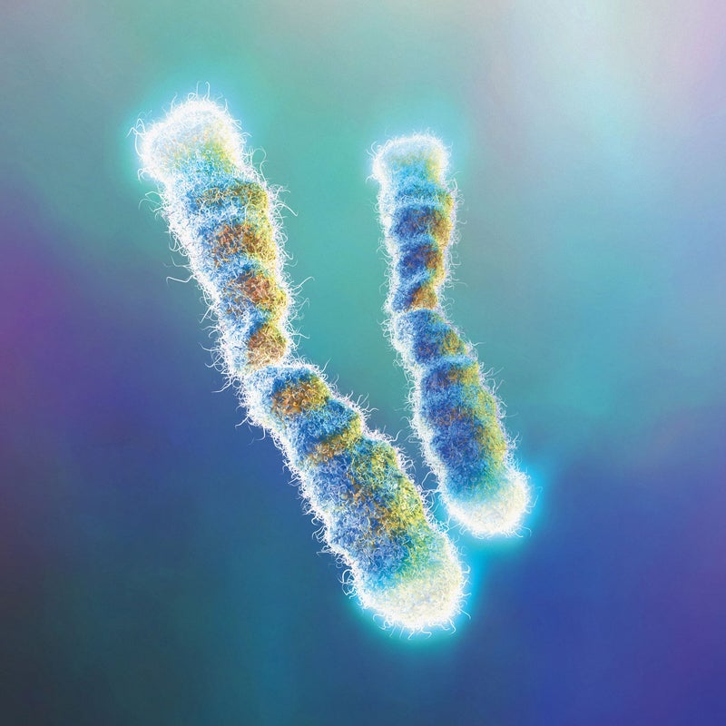 Illustration of telomeres on the tips of human chromosomes