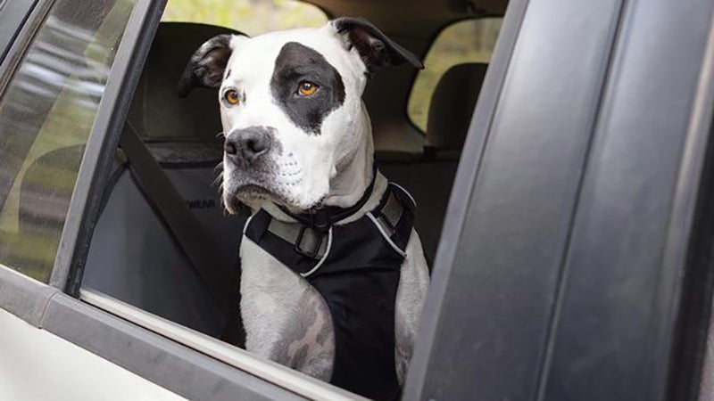 The Load Up allows dogs to naturally sit or lie down in the back seat, or even poke their head out the window.